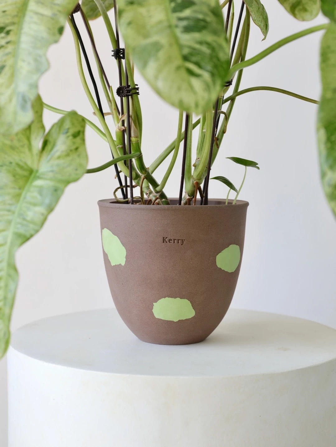 Matcha Chip Planter